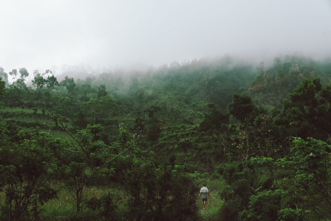 Tropical and subtropical coniferous forests photo spot Bali Gianyar