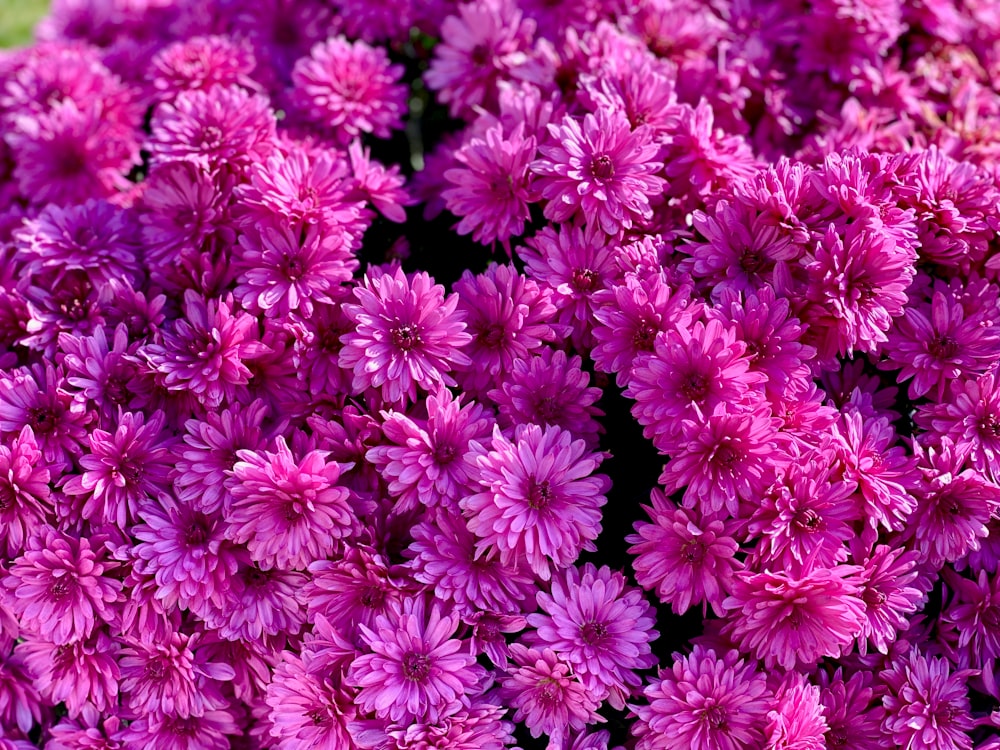 Foto de enfoque superficial de flores moradas