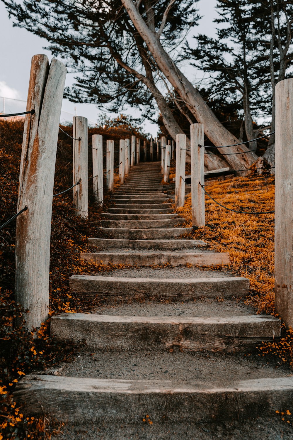 a set of stairs leading up to a tree