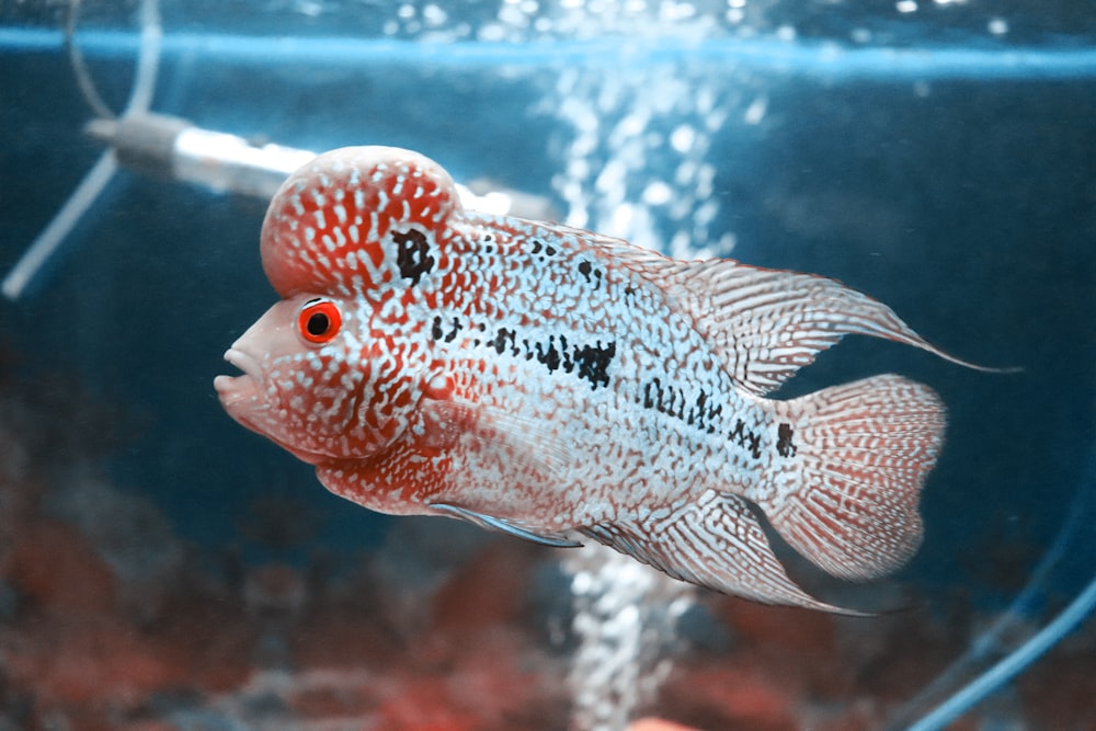 red and blue flowerhorn