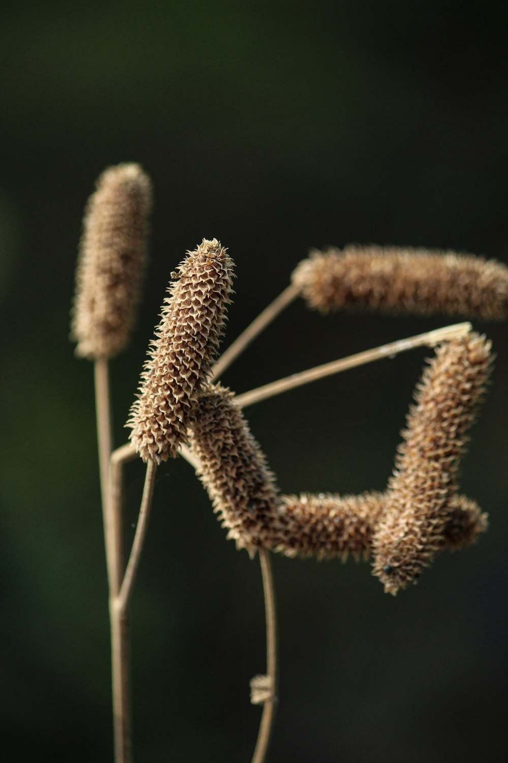 dried plant