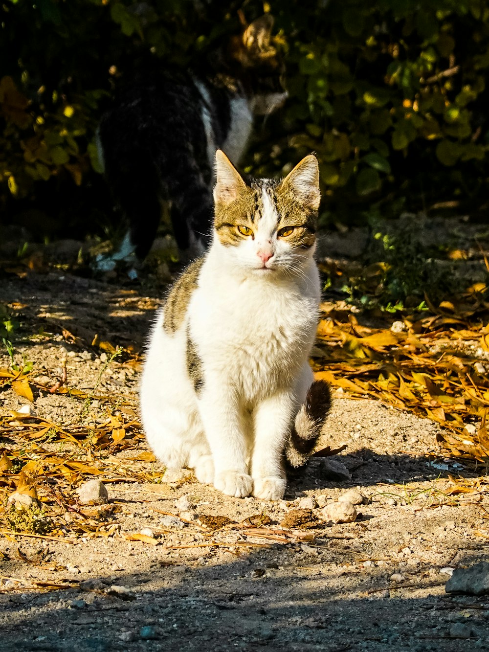 brown and white cat