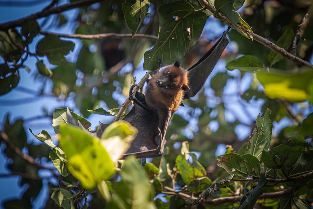 Fledermaus auf Baum