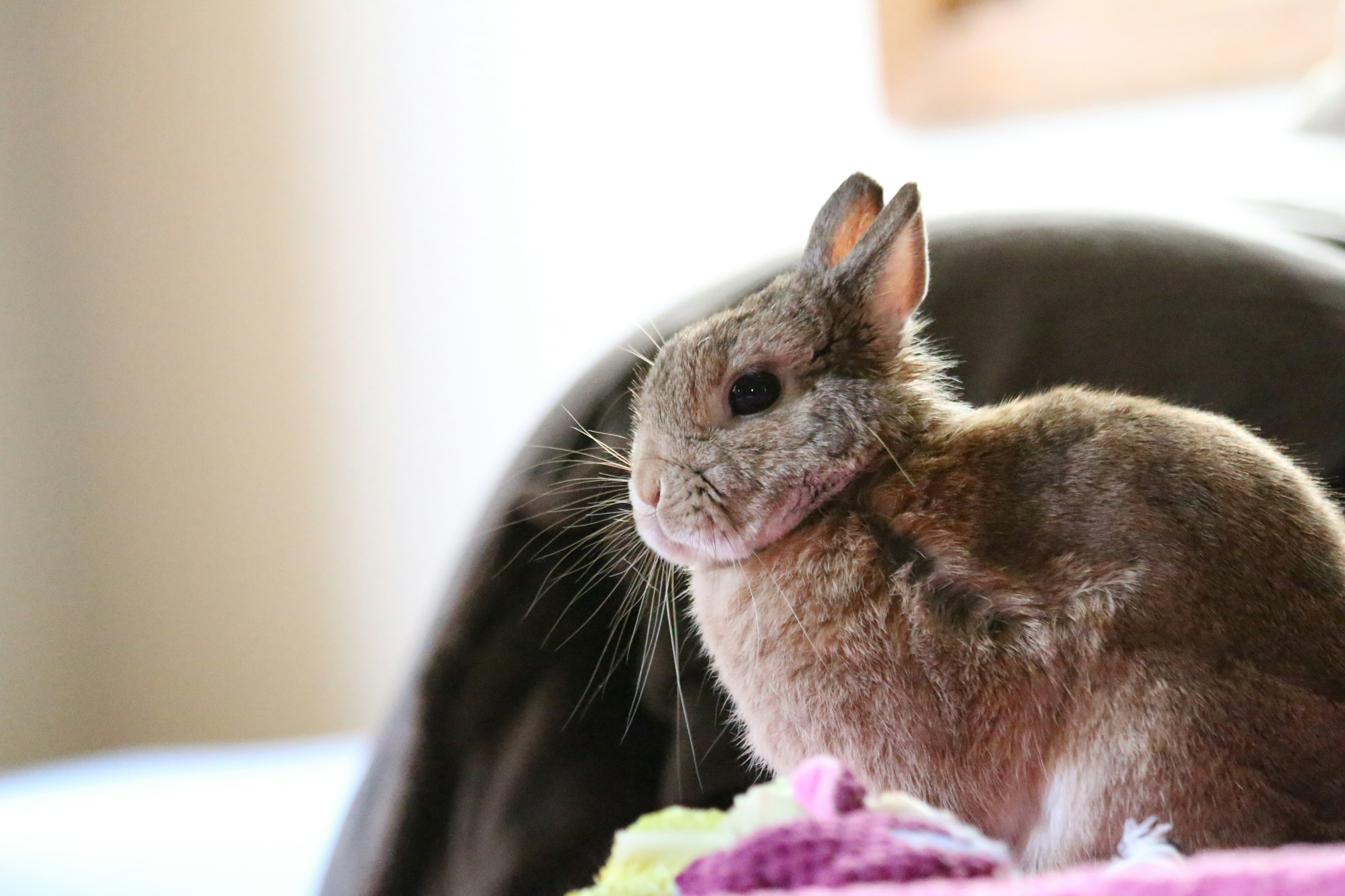Train Chinchilla to Use Litter Box: Easy Guide