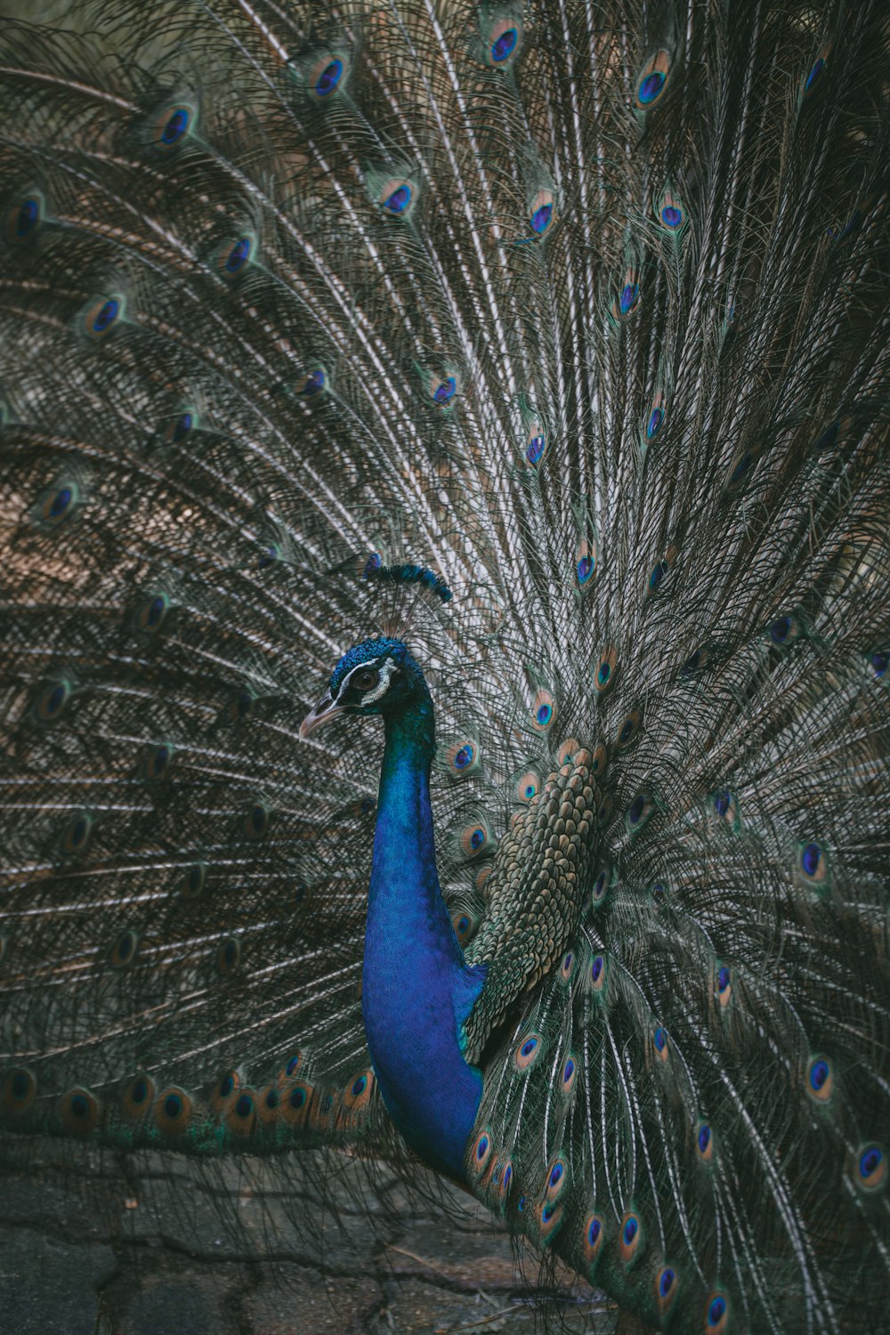 peacock showing his tail