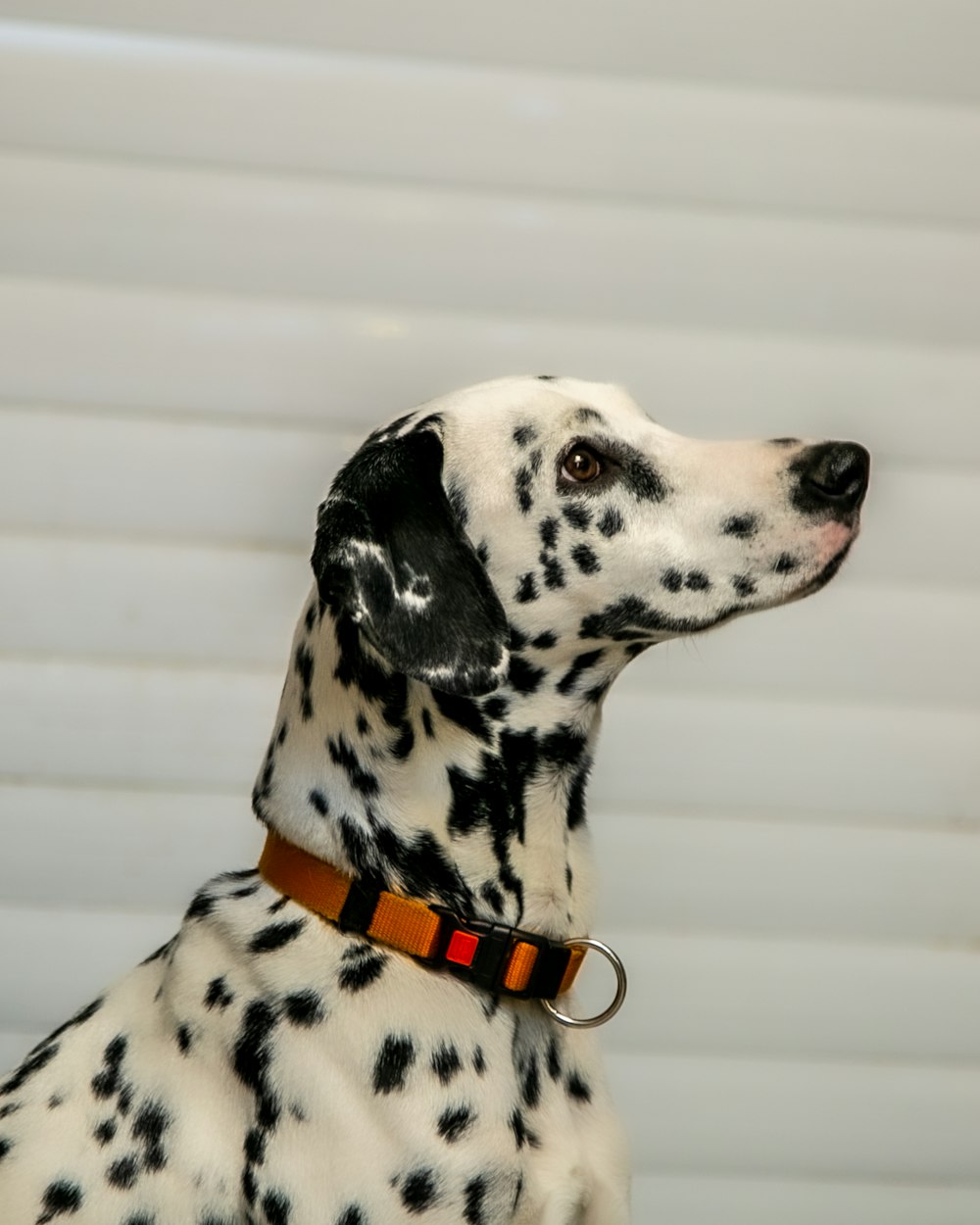 Dalmatinerhund