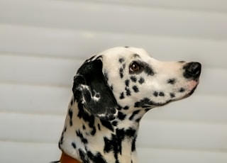 dalmatiandog