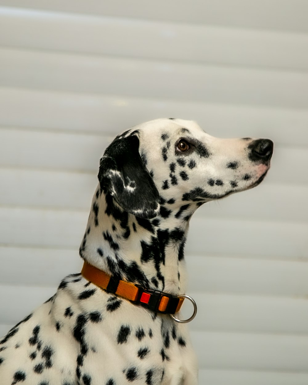 dalmatiandog