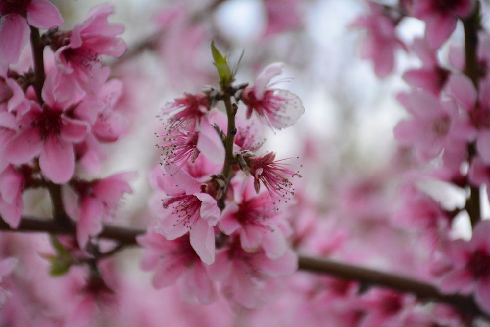 selective focus photography of pink-and-yellow-leafed plant