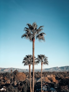 shallow focus photo of palm trees during daytime