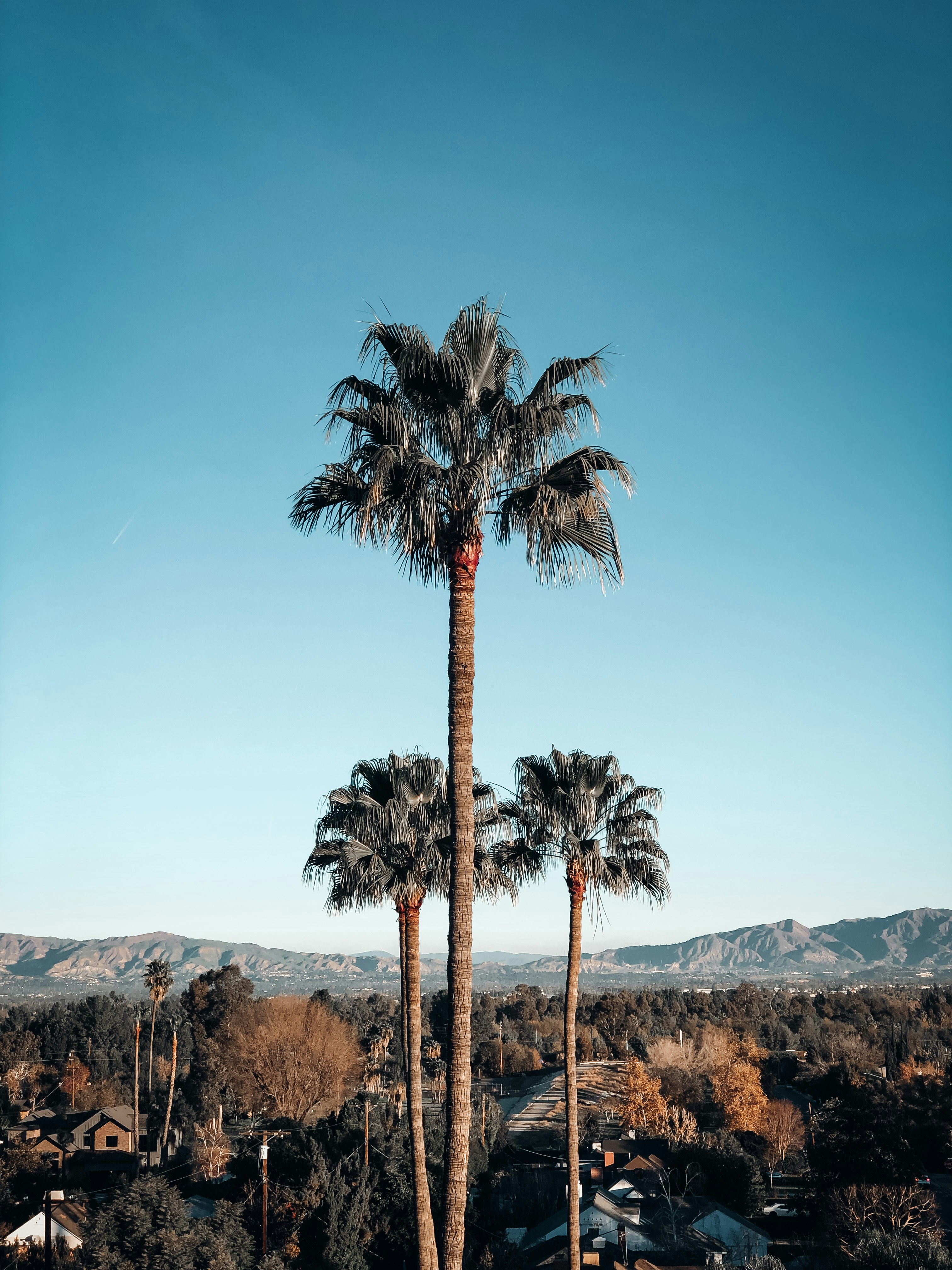 shallow focus photo of palm trees during daytime