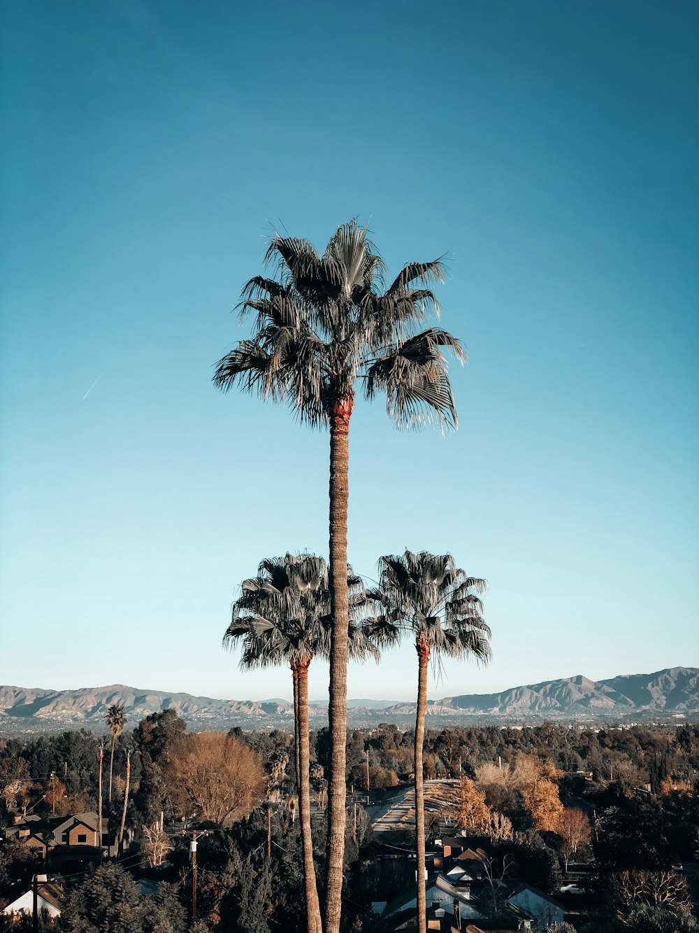 shallow focus photo of palm trees during daytime