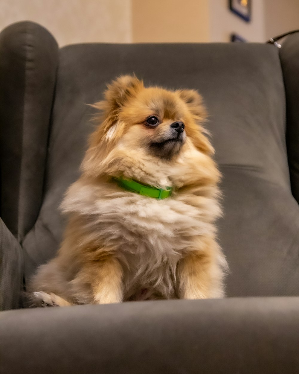 brown Pomeranian on gray chair