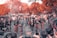 A cultural procession with people dressed in traditional attire walking through a street lined with orange-hued trees. The participants are wearing patterned sarongs and matching tops, and some are holding torches. The scene is lively with onlookers capturing the event using cameras.