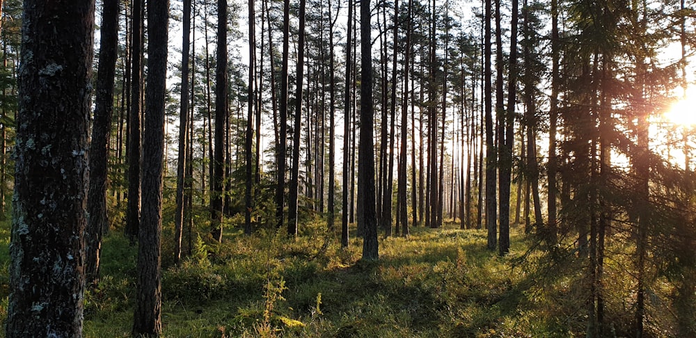 Fotografía de paisaje de árboles verdes en el bosque