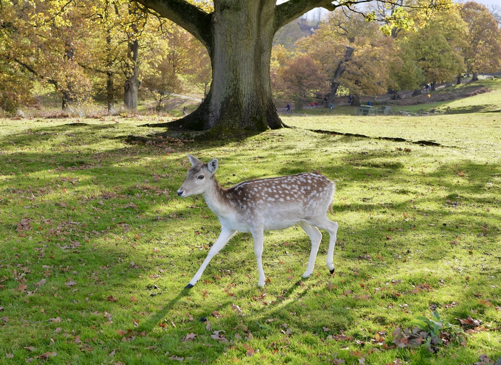 white and brown deer