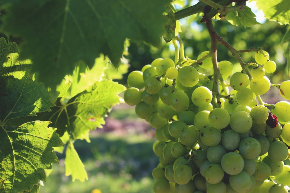 closeup photo of bunch of white grapes