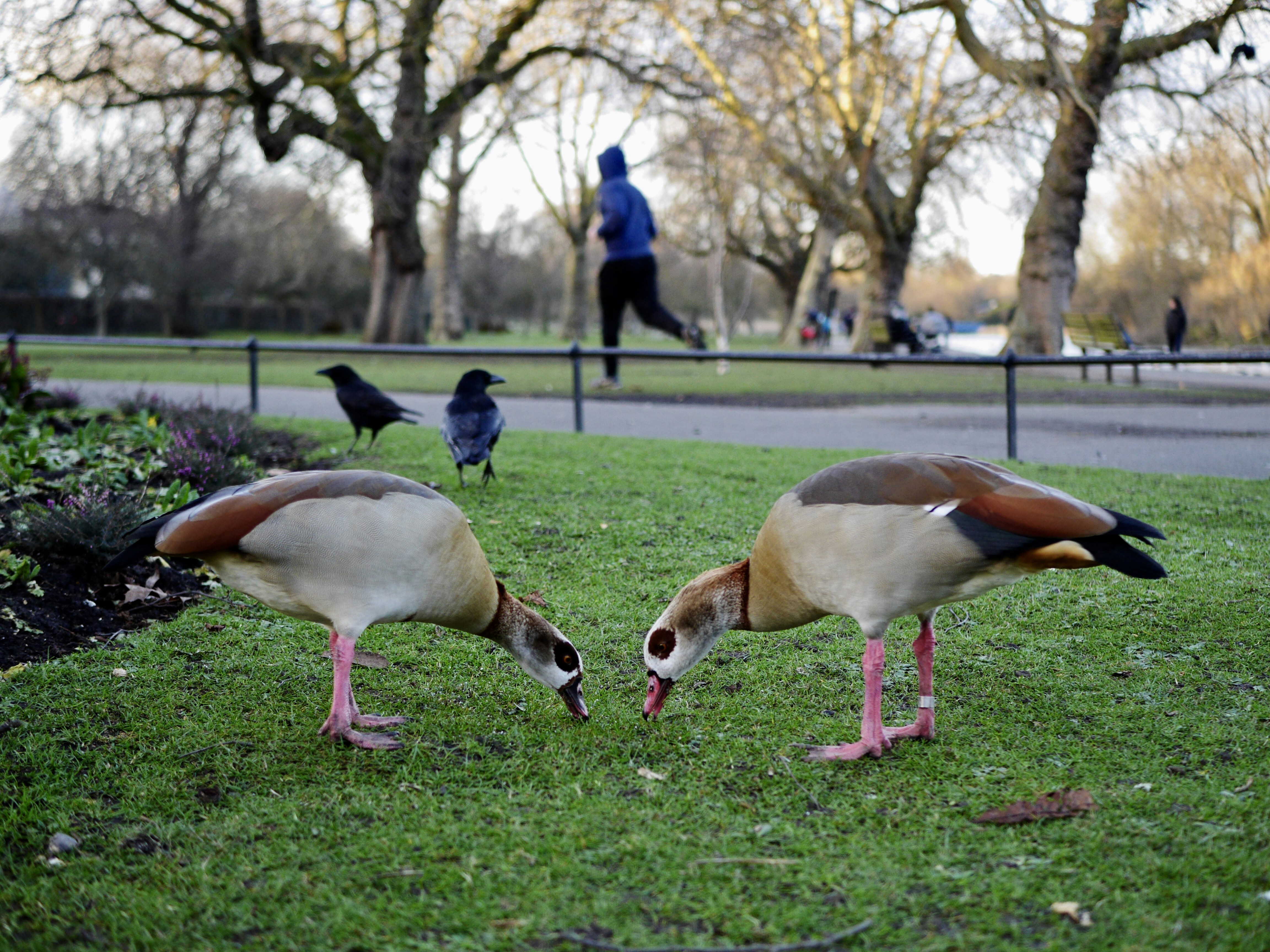 Foto mit flachem Fokus von zwei braunen Enten