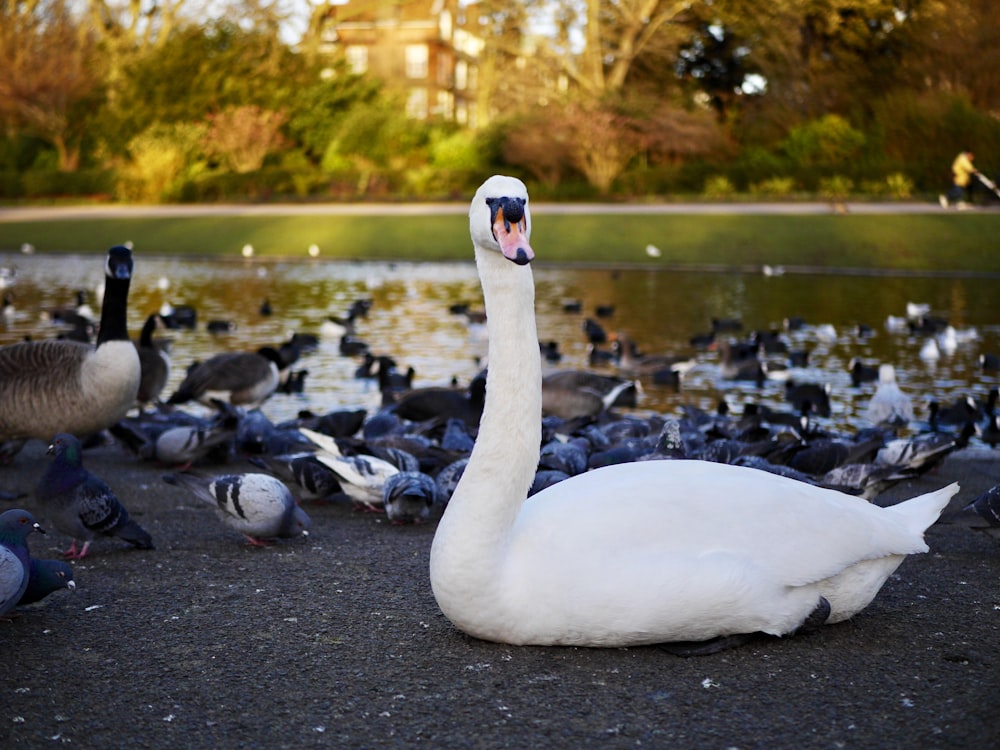 white duck beside pigeons