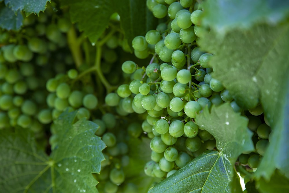 focus photography of bunch of green grapes