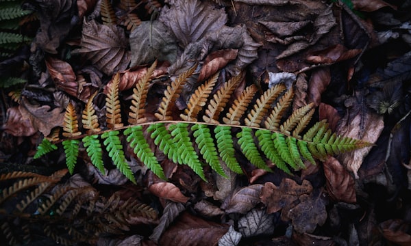 Boston fern on dried leaves