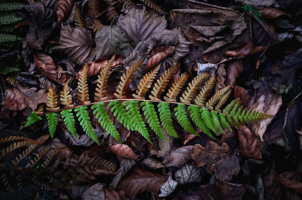 Boston fern on dried leaves