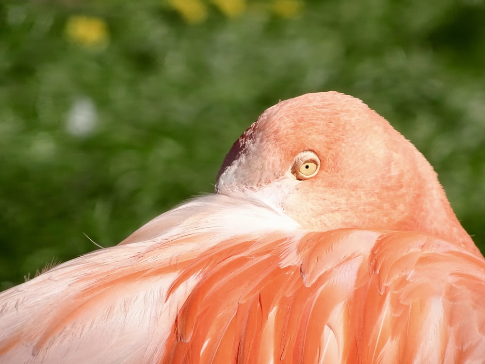 uccello rosa che guarda oltre la sua spalla