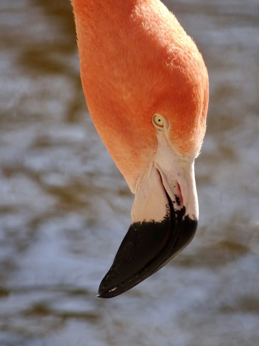 Flamingo의 선택적 초점 사진