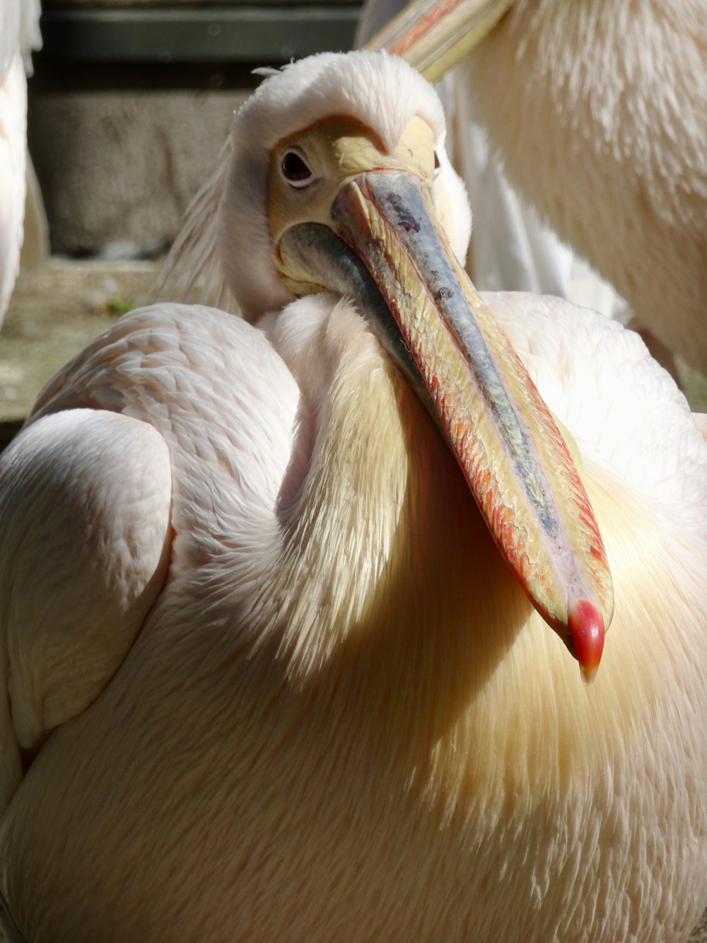 white and yellow bird with long beak \