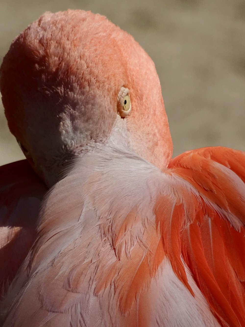 selective focus photography of pink flamingo