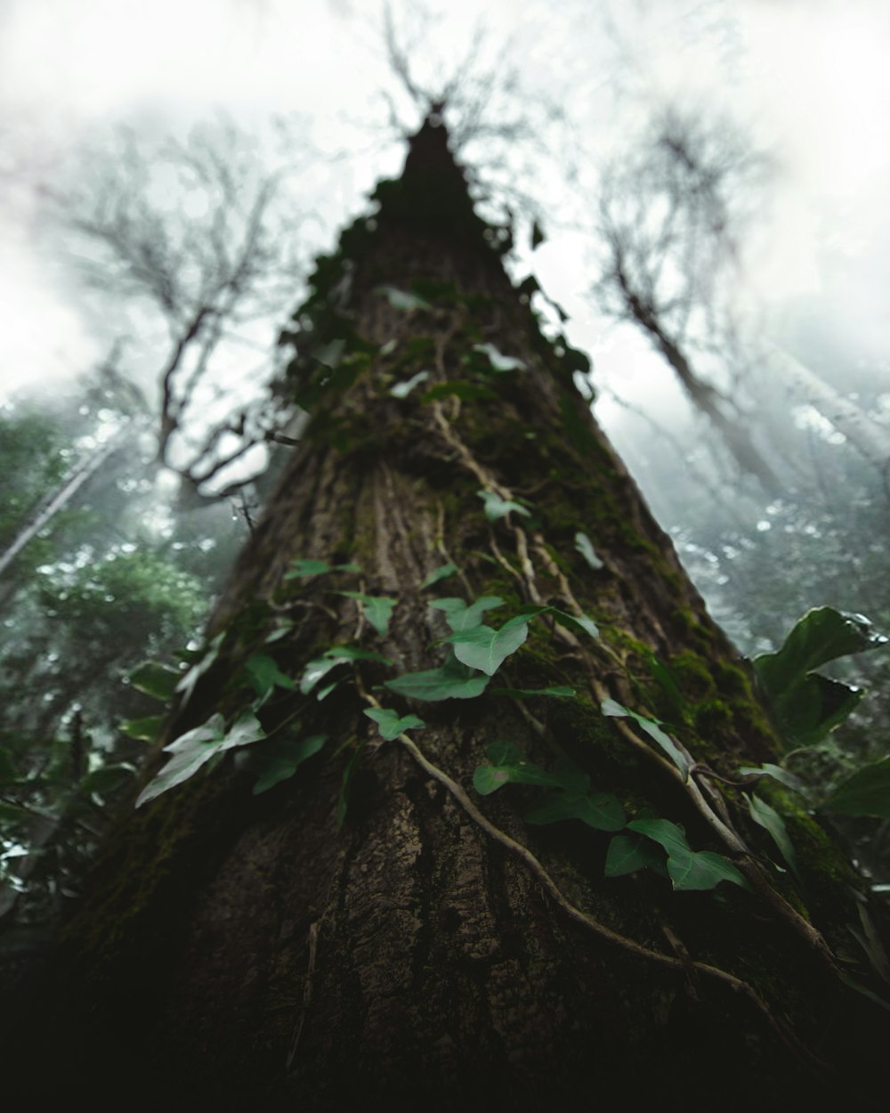 low angle photography of green ivy plant on tree