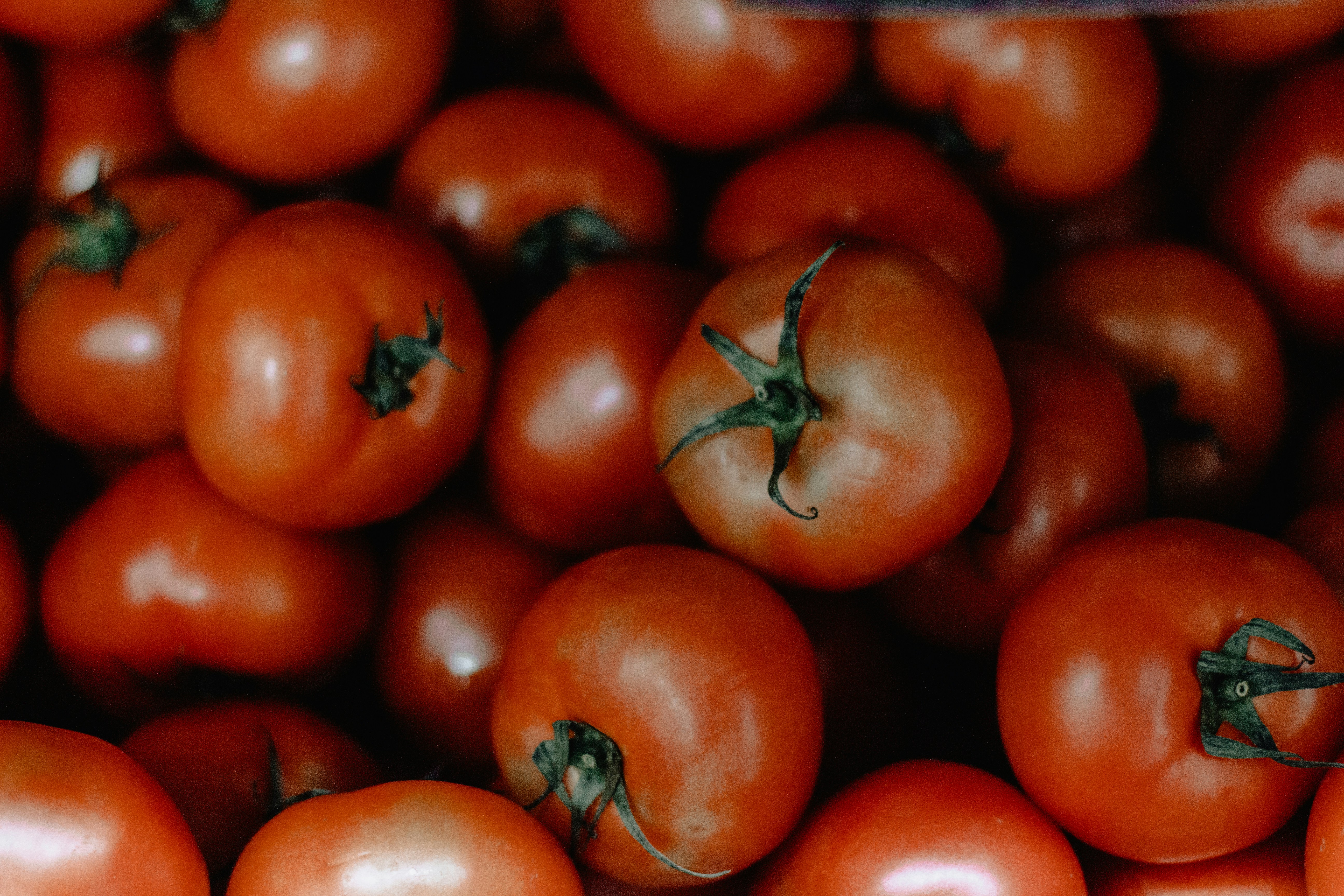 red tomatoes