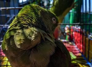 A close-up of a happy, healthy exotic bird perched inside an enriched, spacious aviary.
