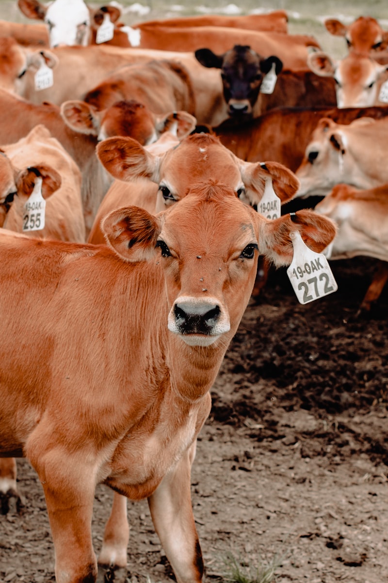 Tagged cattle in a herd