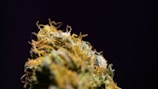 A close-up view of a cannabis bud with visible trichomes and orange hairs set against a dark background.
