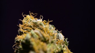 A close-up view of a cannabis bud with visible trichomes and orange hairs set against a dark background.