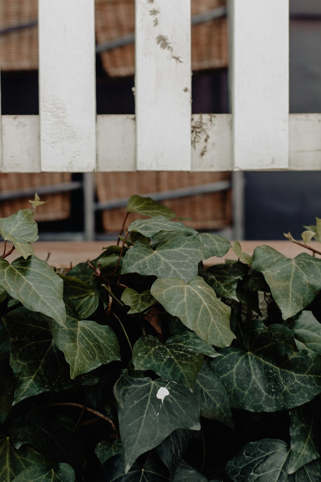 shallow focus photo of green plants