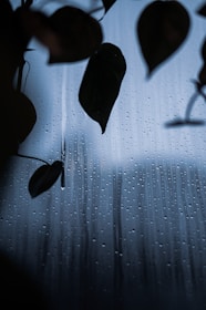 Raindrops trickle down a glass window, partially obscured by the silhouette of leaves. The droplets create a pattern of vertical lines against a background of muted blue light, conveying a sense of calm and introspection.