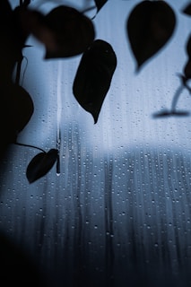 Raindrops trickle down a glass window, partially obscured by the silhouette of leaves. The droplets create a pattern of vertical lines against a background of muted blue light, conveying a sense of calm and introspection.