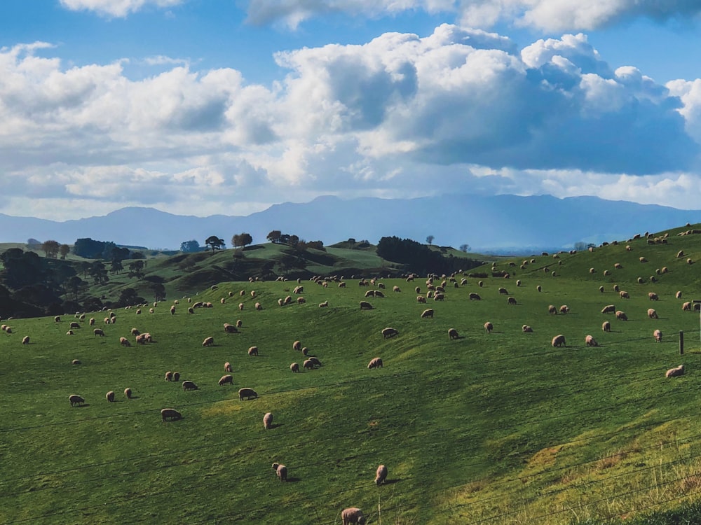 gregge di pecore sul campo sotto il cielo blu durante il giorno