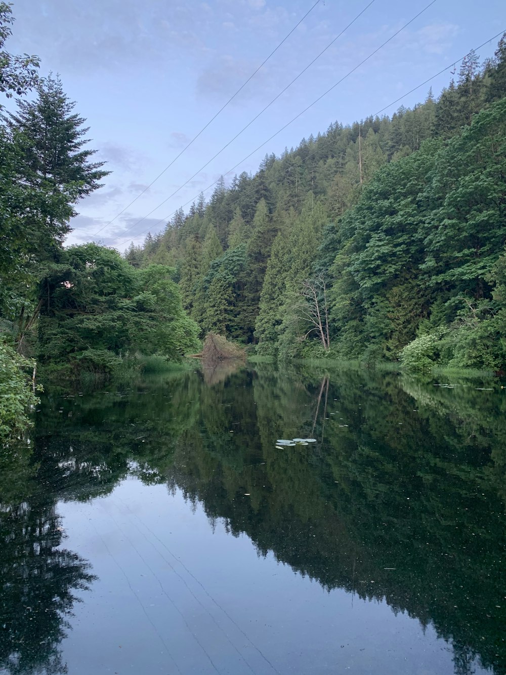 calm body of water surrounded by trees