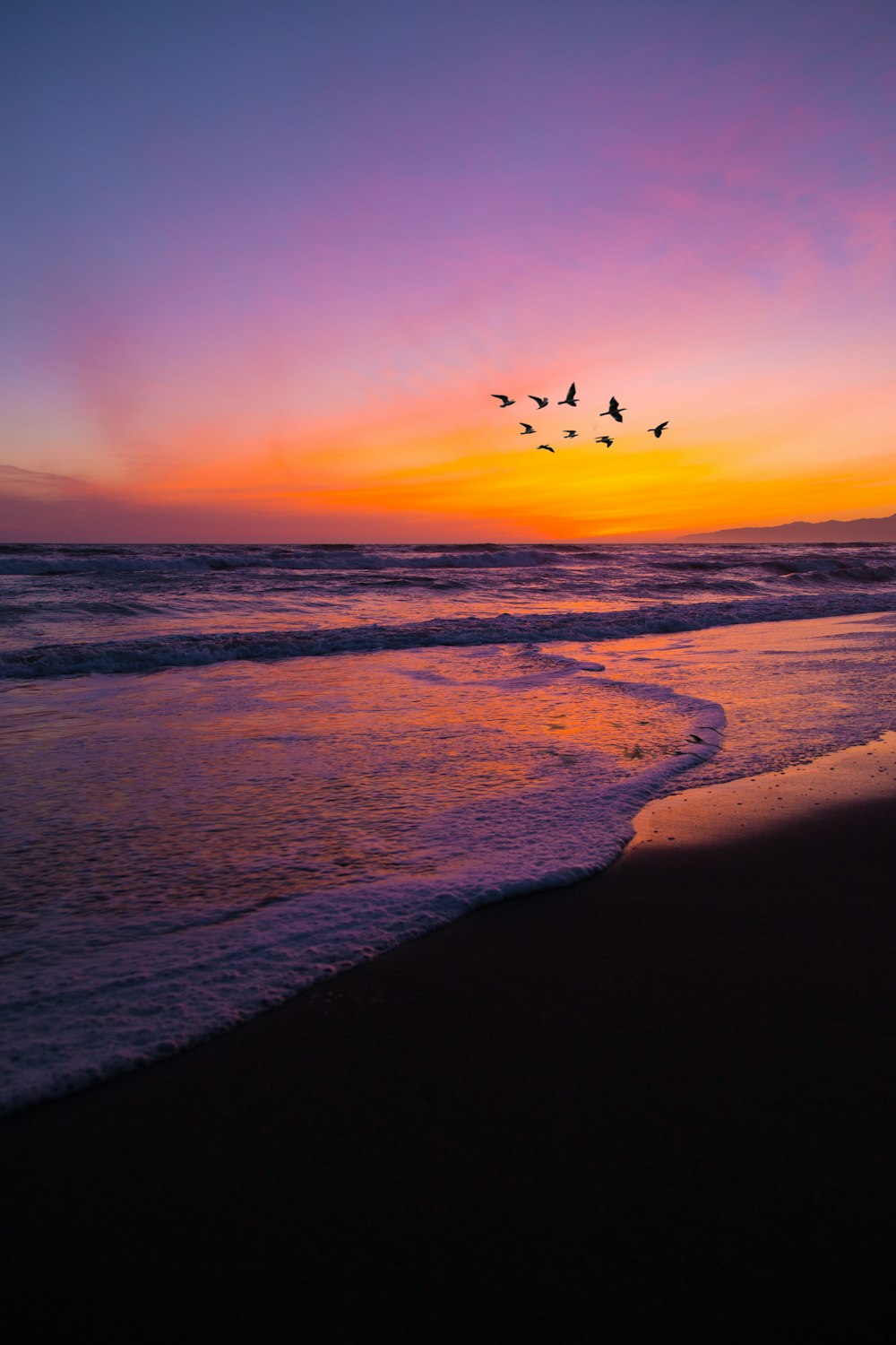 bird at flight during golden hour