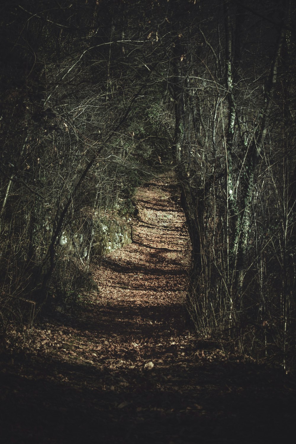 empty pathway surrounded by trees