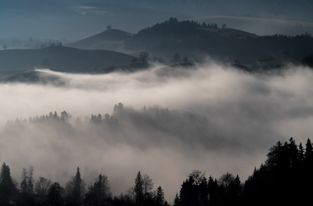 fogs in forest