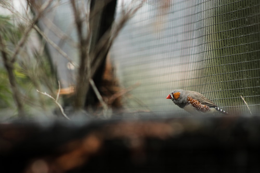 bird beside screen