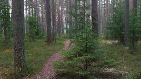 A serene forest scene with tall, slender pine trees and a small dirt path winding through dense greenery. The forest floor is covered with grass and scattered moss, and the soft light suggests a calm, misty atmosphere.