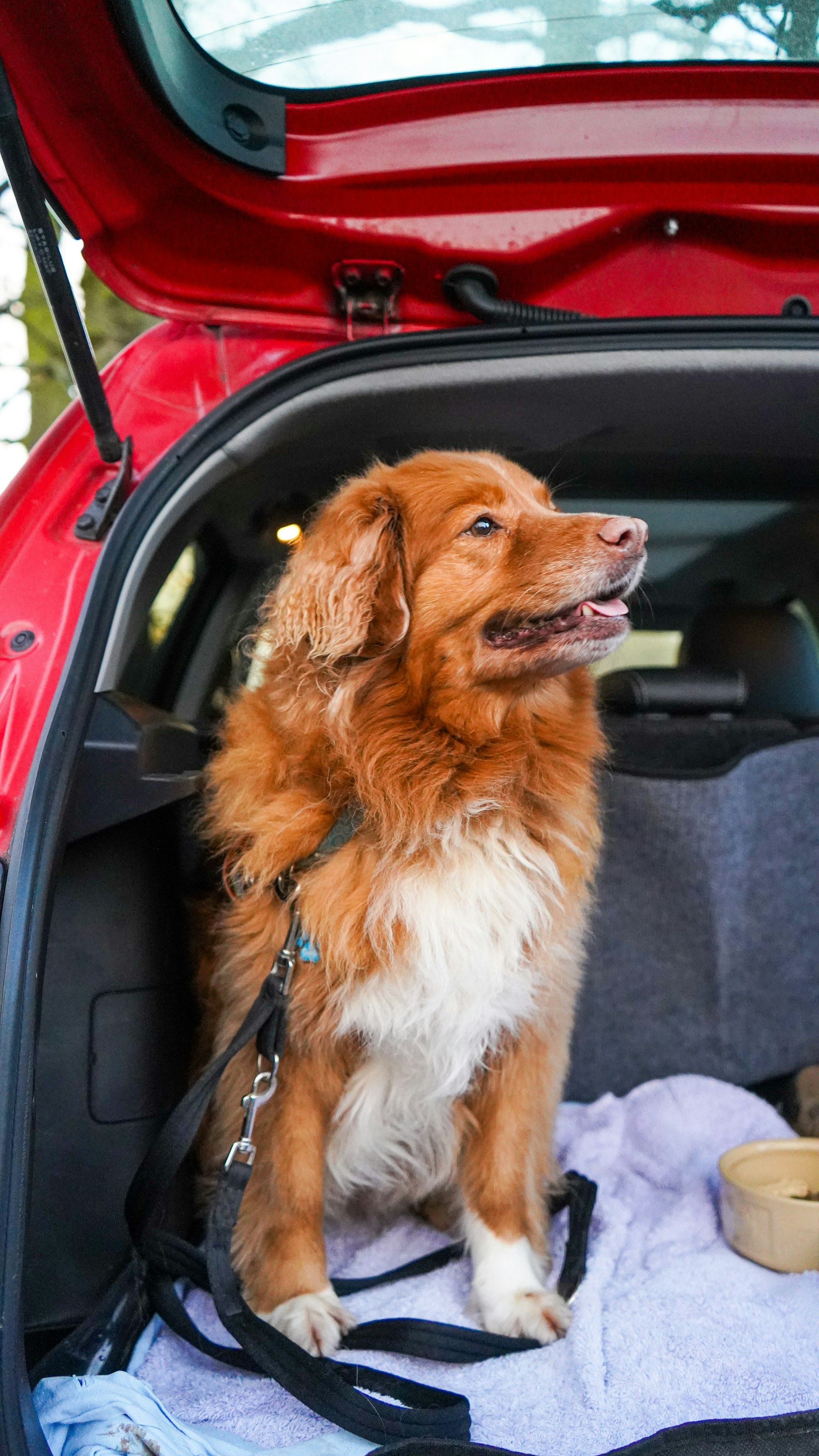 A Dog with Red Fur standing in the back of a car