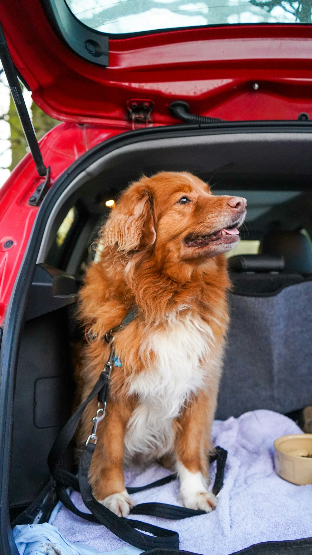 Perro adulto de pelo largo marrón y blanco sentado en la parte trasera del vehículo
