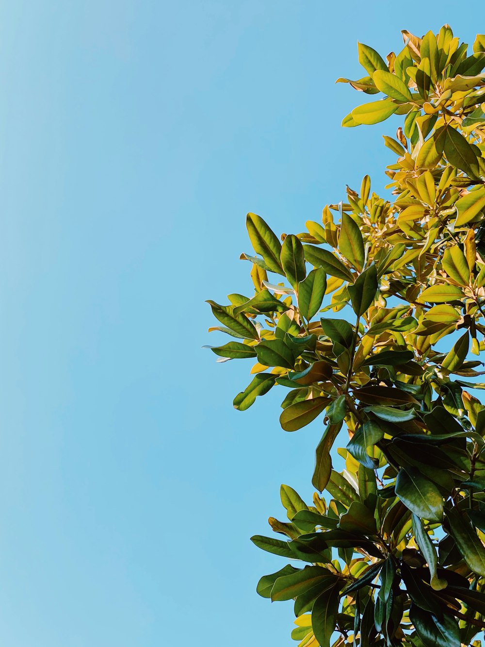 green-leafed tree