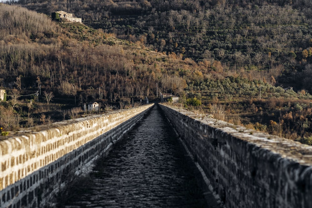 trees and plants beside irrigation